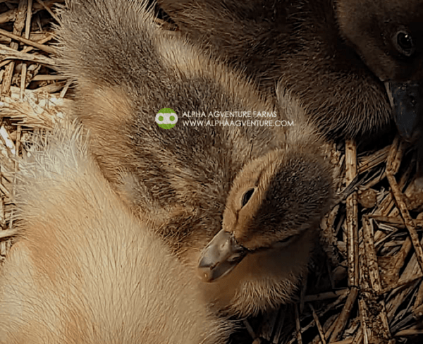 Buy Rouen Ducks from Alpha Agventure Farms