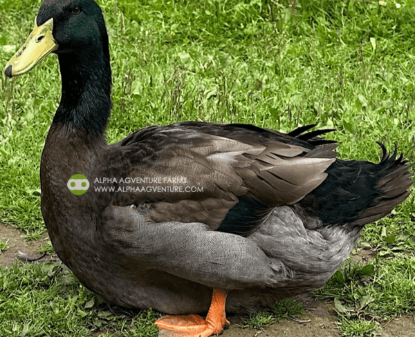 Buy Rouen Ducks from Alpha Agventure Farms