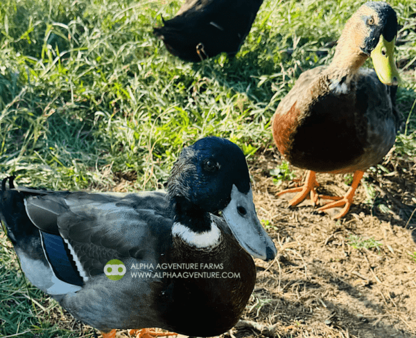 Buy Rouen Ducks from Alpha Agventure Farms