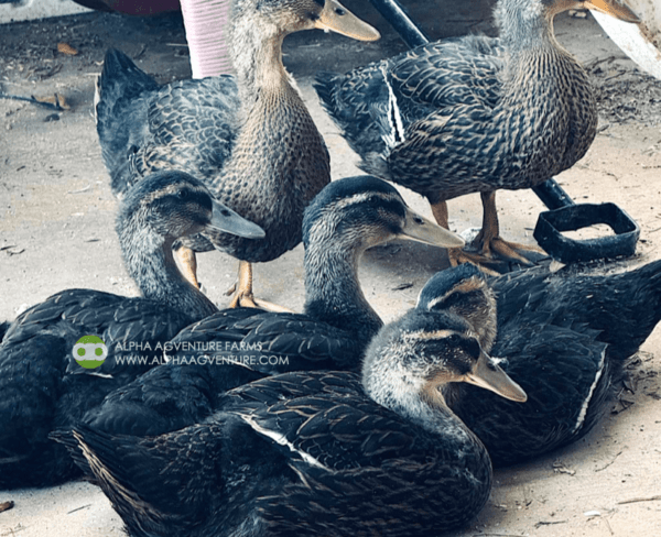 Buy Rouen Ducks from Alpha Agventure Farms