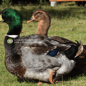 Buy Rouen Ducks from Alpha Agventure Farms