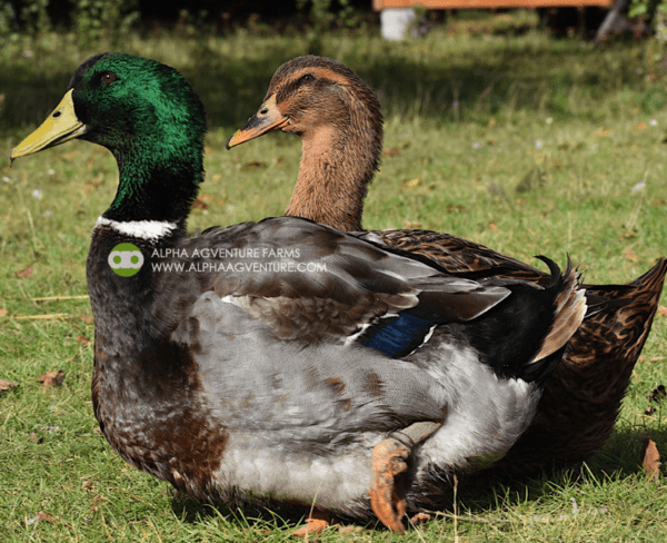 Buy Rouen Ducks from Alpha Agventure Farms