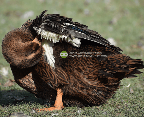 Buy Rouen Ducks from Alpha Agventure Farms