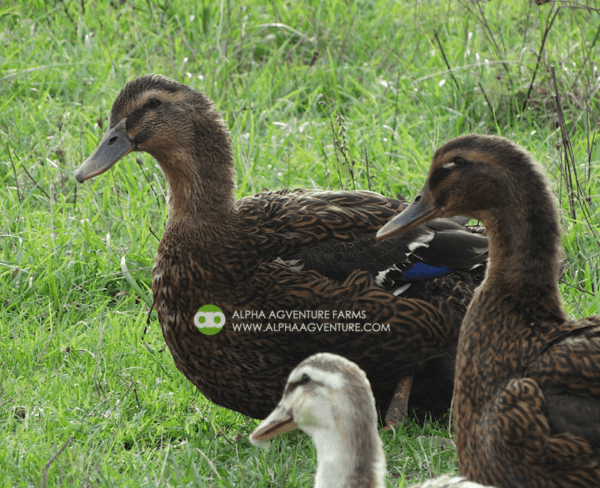 Buy Rouen Ducks from Alpha Agventure Farms