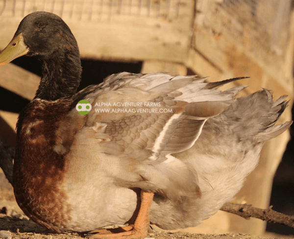 Buy Rouen Ducks from Alpha Agventure Farms