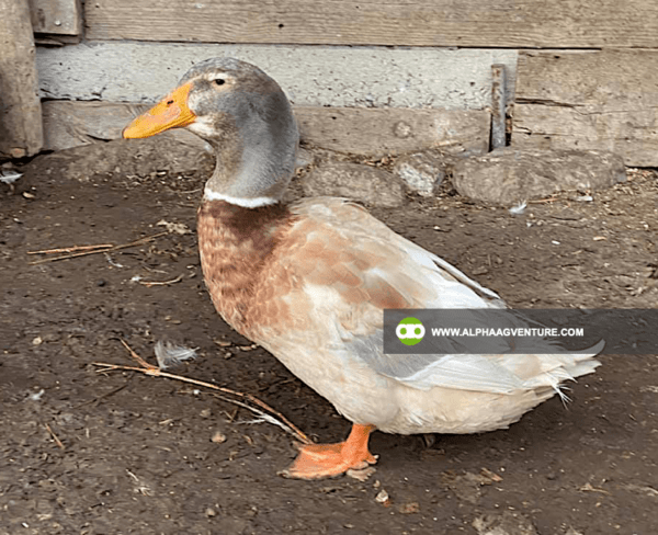 Buy Saxony Duck for Sale from Alpha Agventure Farms