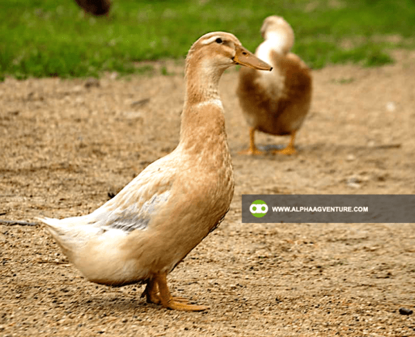 Buy Saxony Duck for Sale from Alpha Agventure Farms