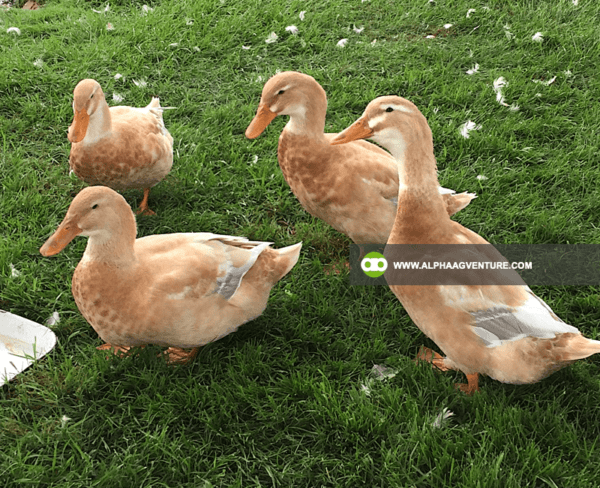 Buy Saxony Ducks for Sale from Alpha Agventure Farms