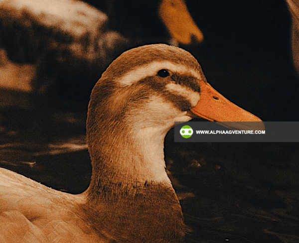 Buy Saxony Ducks for Sale from Alpha Agventure Farms