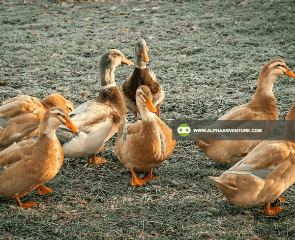 Buy Saxony Ducks for Sale from Alpha Agventure Farms