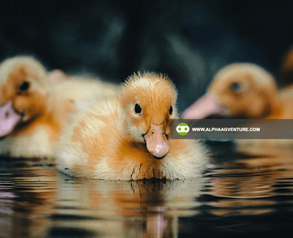 Buy Saxony Ducks for Sale from Alpha Agventure Farms