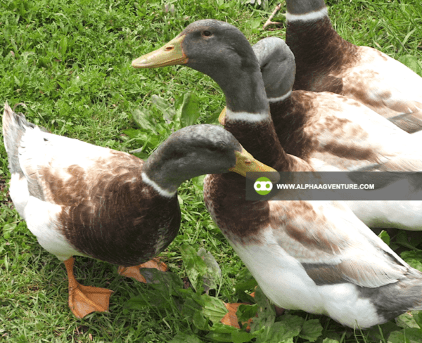 Buy Saxony Ducks for Sale from Alpha Agventure Farms