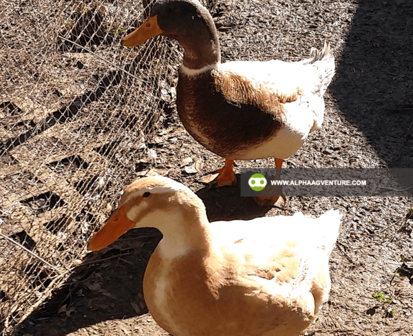 Buy Saxony Ducks for Sale from Alpha Agventure Farms