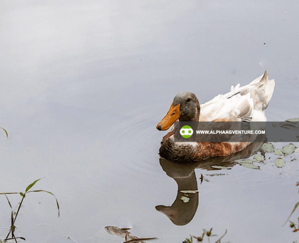 Buy Saxony Ducks for Sale from Alpha Agventure Farms