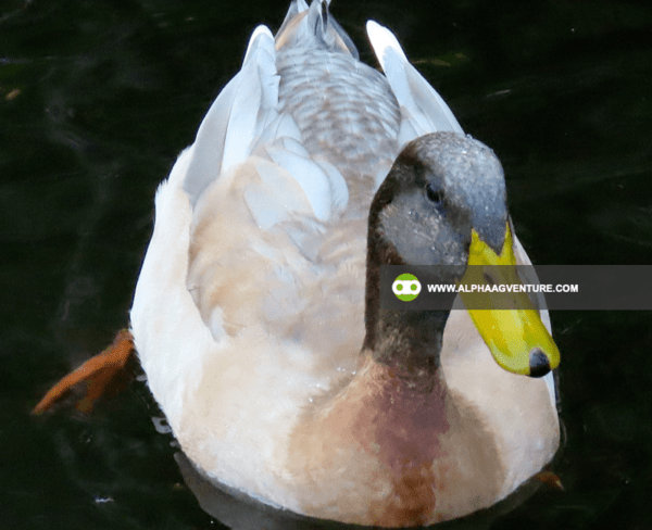 Buy Saxony Ducks for Sale from Alpha Agventure Farms