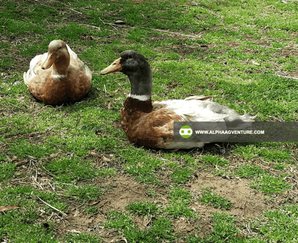 Buy Saxony Ducks for Sale from Alpha Agventure Farms