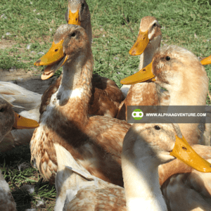 Buy Saxony Ducks for Sale from Alpha Agventure Farms