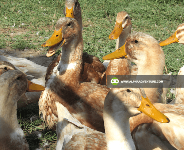 Buy Saxony Ducks for Sale from Alpha Agventure Farms