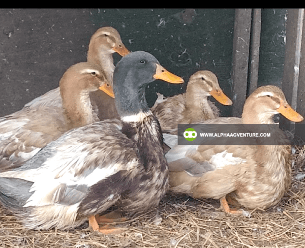 Buy Saxony Ducks for Sale from Alpha Agventure Farms