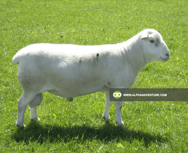 Buy White Dorper Sheep for Sale from Alpha Agventure Farms