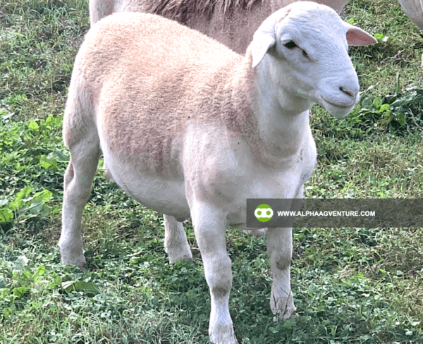 Buy White Dorper Sheep for Sale from Alpha Agventure Farms