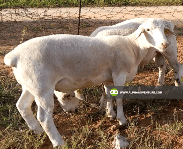 Buy White Dorper Sheep for Sale from Alpha Agventure Farms