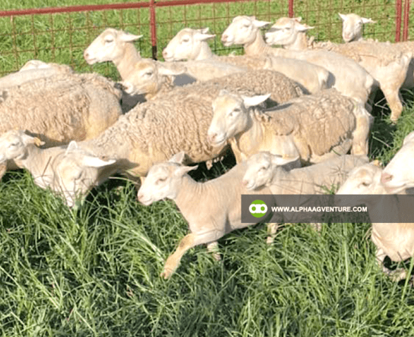 Buy White Dorper Sheep for Sale from Alpha Agventure Farms