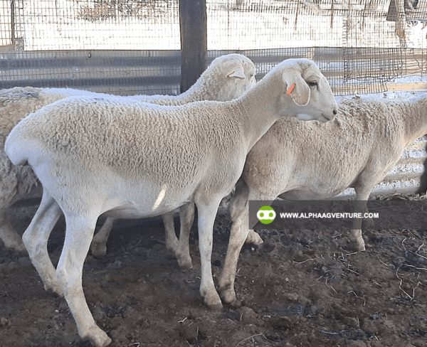 Buy White Dorper Sheep for Sale from Alpha Agventure Farms