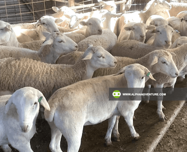 Buy White Dorper Sheep for Sale from Alpha Agventure Farms