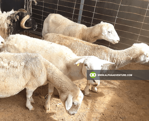 Buy White Dorper Sheep for Sale from Alpha Agventure Farms