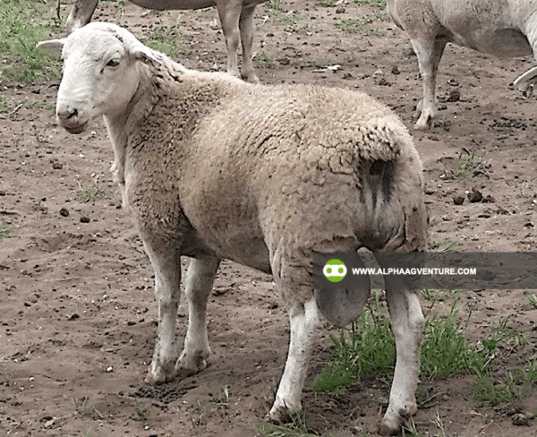 Buy White Dorper Sheep for Sale from Alpha Agventure Farms