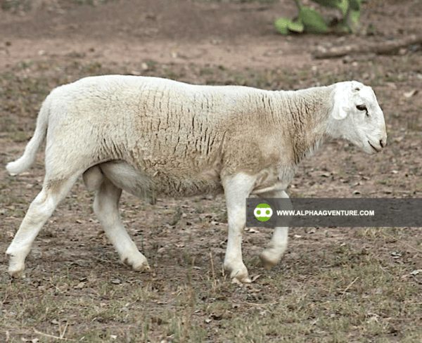 Buy White Dorper Sheep for Sale from Alpha Agventure Farms