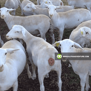 Buy White Dorper Sheep for Sale from Alpha Agventure Farms