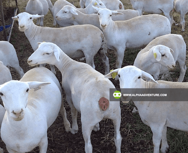 Buy White Dorper Sheep for Sale from Alpha Agventure Farms