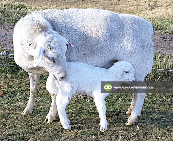 Buy White Dorper Sheep for Sale from Alpha Agventure Farms