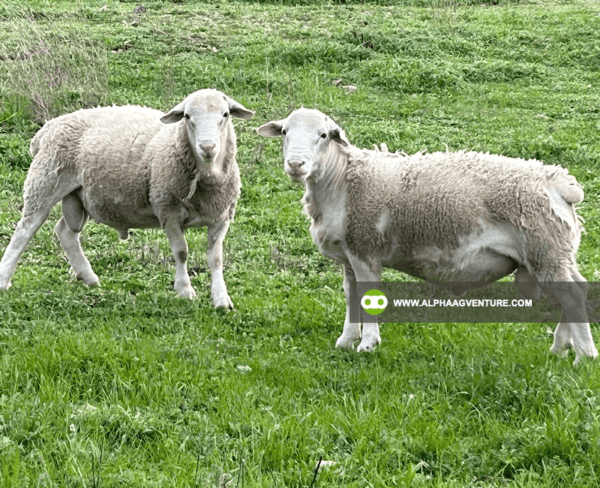 Buy White Dorper Sheep for Sale from Alpha Agventure Farms