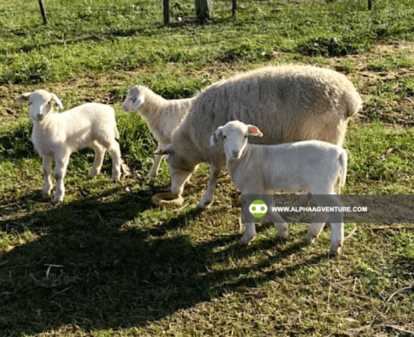 Buy White Dorper Sheep for Sale from Alpha Agventure Farms