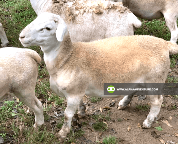 Buy White Dorper Sheep for Sale from Alpha Agventure Farms