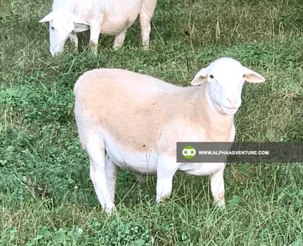 Buy White Dorper Sheep for Sale from Alpha Agventure Farms