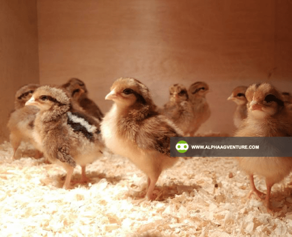 Buy Wyandotte Chicken for Sale from Alpha Agventure Farms