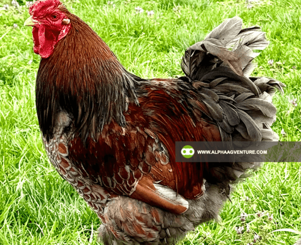 Buy Wyandotte Chicken for Sale from Alpha Agventure Farms