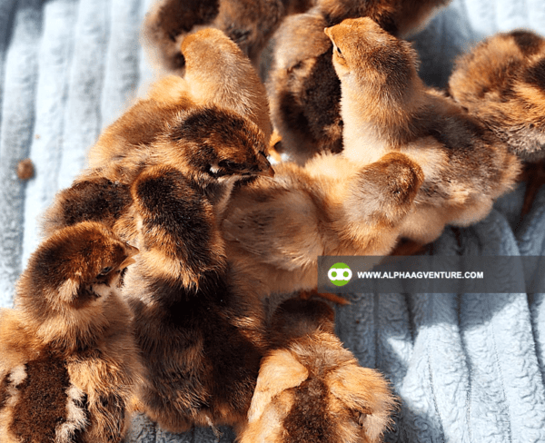 Buy Wyandotte Chicken for Sale from Alpha Agventure Farms