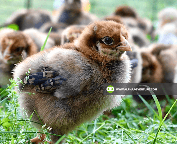 Buy Wyandotte Chicken for Sale from Alpha Agventure Farms