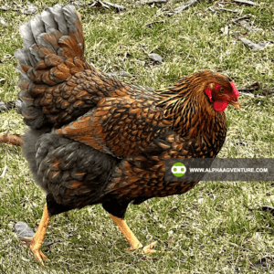 Buy Wyandotte Chicken for Sale from Alpha Agventure Farms