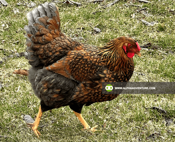 Buy Wyandotte Chicken for Sale from Alpha Agventure Farms