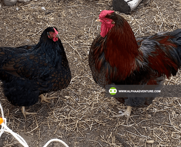 Buy Wyandotte Chicken for Sale from Alpha Agventure Farms