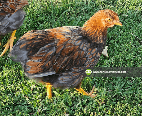 Buy Wyandotte Chicken for Sale from Alpha Agventure Farms