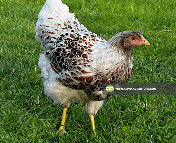 Buy Wyandotte Chicken for Sale from Alpha Agventure Farms