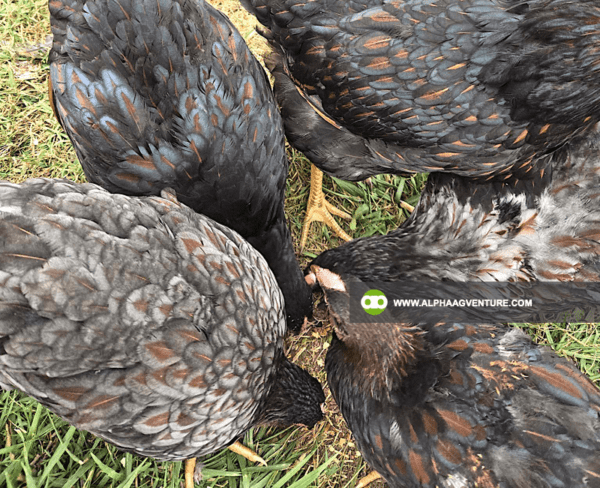 Buy Wyandotte Chicken for Sale from Alpha Agventure Farms