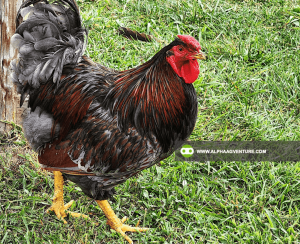 Buy Wyandotte Chicken for Sale from Alpha Agventure Farms